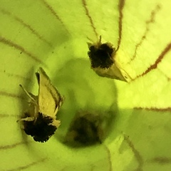 Exyra semicrocea