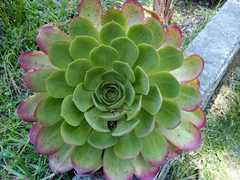Aeonium arboreum arboreum
