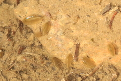 Eulimnadia agassizii