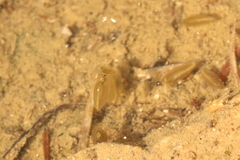 Eulimnadia agassizii