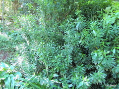 Strophanthus speciosus