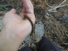 Californiulus yosemitensis