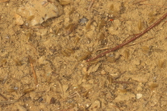 Eulimnadia agassizii