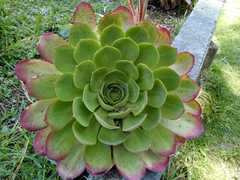 Aeonium arboreum arboreum