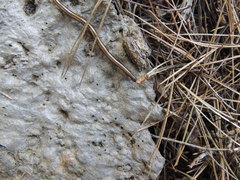Californiulus yosemitensis