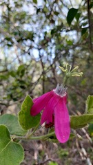 Passiflora sublanceolata