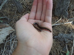 Californiulus yosemitensis
