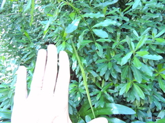 Strophanthus speciosus