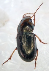 Selenophorus