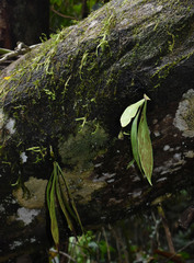 Antrophyum callifolium