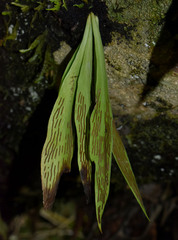 Antrophyum callifolium