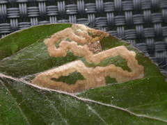 Stigmella hemargyrella