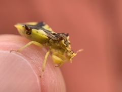 Phymata americana americana