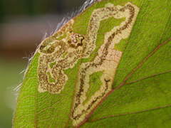Stigmella hemargyrella