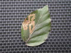 Stigmella hemargyrella