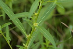 Ludwigia polycarpa