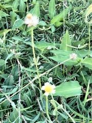 Tridax procumbens