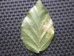Stigmella hemargyrella