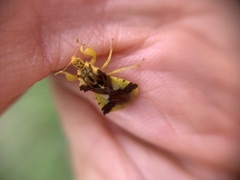 Phymata americana americana