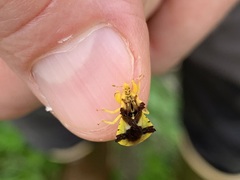 Phymata americana americana