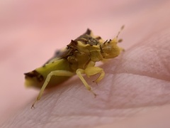 Phymata americana americana