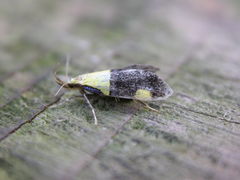 Oecophora bractella