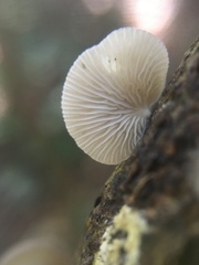 Crepidotus