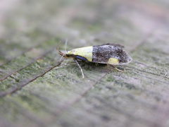 Oecophora bractella