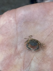 Rhithropanopeus harrisii