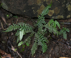 Blechnum medium