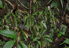 Blechnum medium