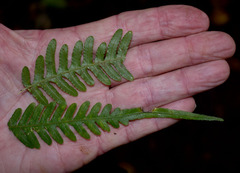 Blechnum medium