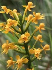 Platanthera cristata