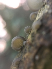 Crepidotus