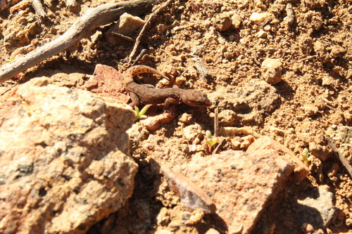 Chilean Marked Gecko, Garthia gaudichaudii