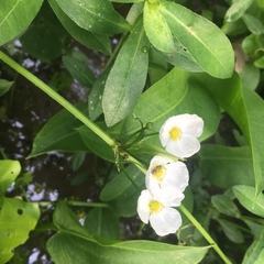 Echinodorus cordifolius