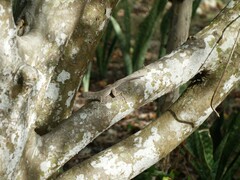 Anolis jubar