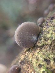 Crepidotus