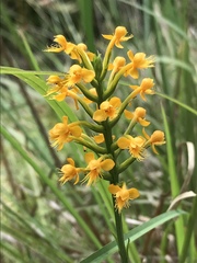 Platanthera cristata