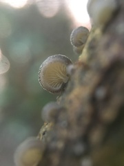 Crepidotus