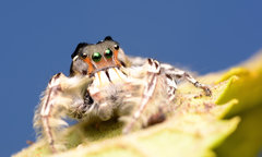 Phidippus putnami