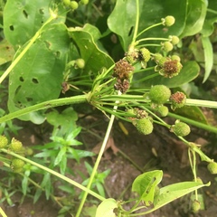 Echinodorus cordifolius
