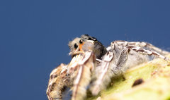 Phidippus putnami