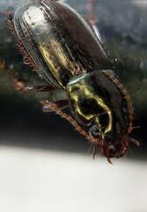 Selenophorus