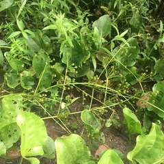 Echinodorus cordifolius