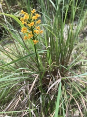 Platanthera cristata