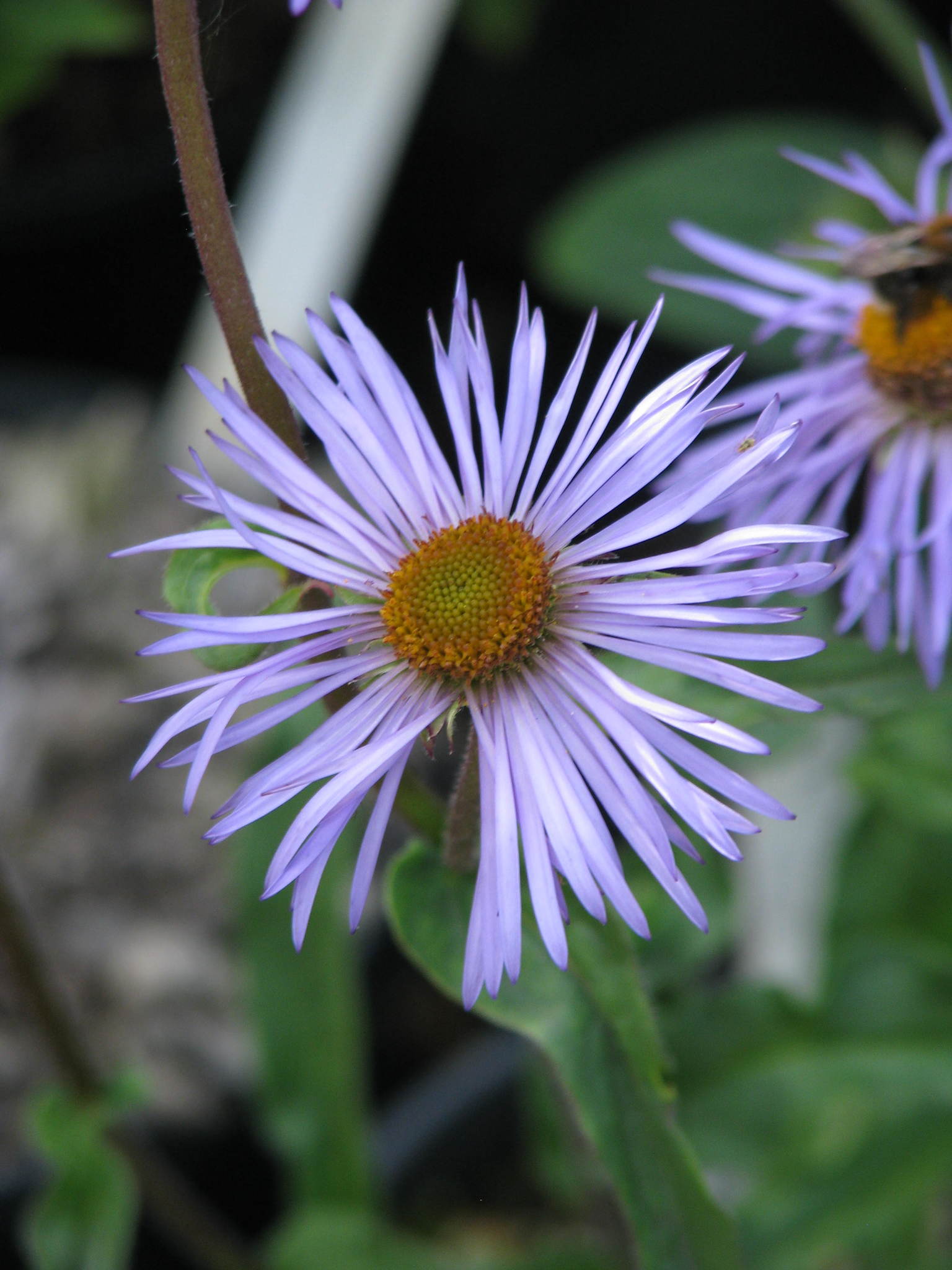 Aster diplostephioides