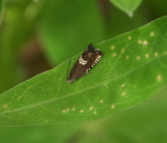 Grapholita interstinctana