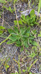 Carphephorus odoratissimus