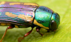 Buprestis rufipes
